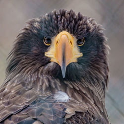 Close-up portrait of a eagle