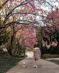 Rear view of woman with dog on pink cherry blossom