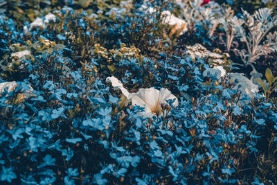 High angle view of birds on land