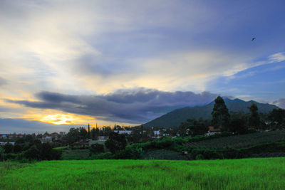 Scenic view of field against sky during sunset