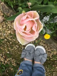 Low section of person on pink rose