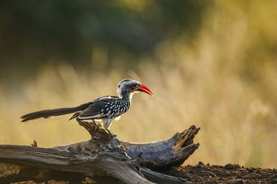 Close-up of bird perching on branch