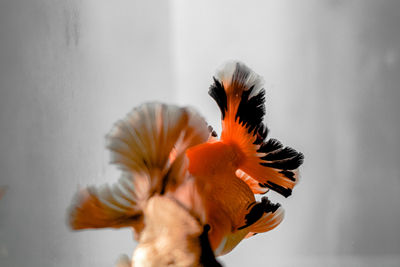 Close-up of orange flower