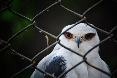 Portrait of a bird on chainlink fence