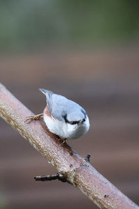 Close-up of bird perching on branch