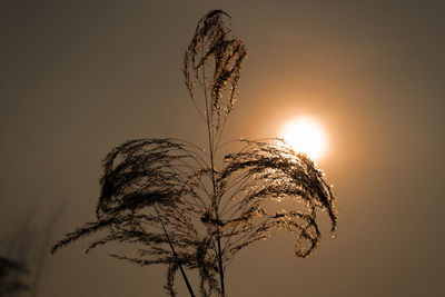 Close-up of silhouette plant against bright sun