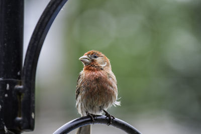 Close-up of sparrow perching on a bird