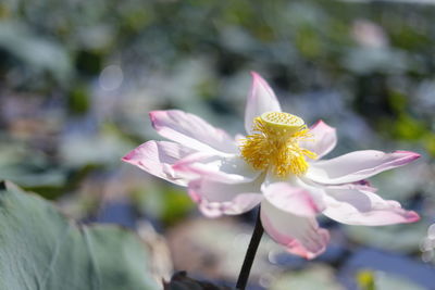 Close-up of flowering plant