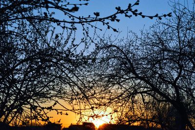 Low angle view of silhouette trees against sky during sunset