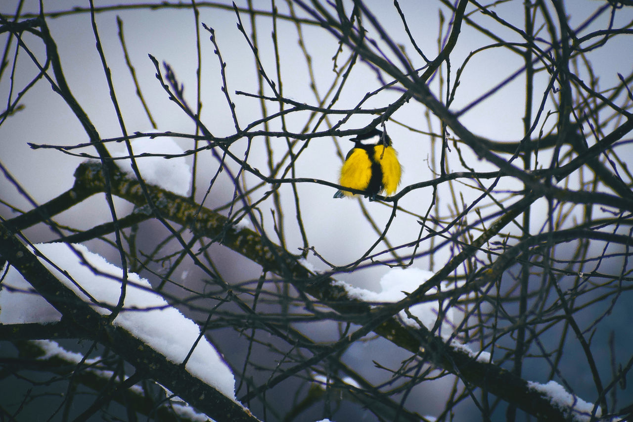 LOW ANGLE VIEW OF BIRD PERCHING ON BARE TREE