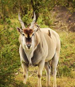 Portrait of eland standing in field