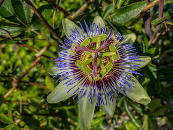 Close-up of purple flower