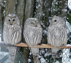 Close-up of birds perching on wooden post