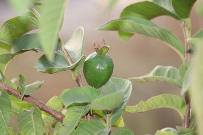 Close-up of fruit growing on plant