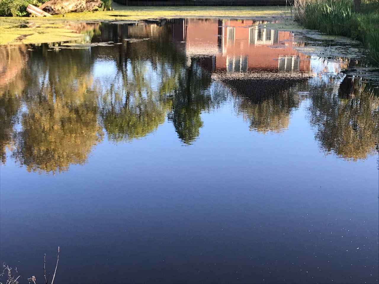 REFLECTION OF TREES IN WATER