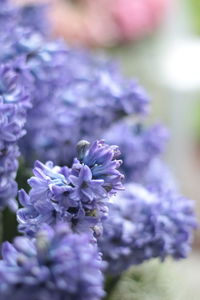 Close-up of purple flowering plant