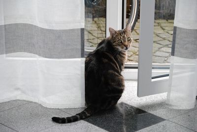 Portrait of cat by door sitting on floor at home