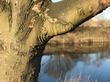 Close-up of tree trunk by lake