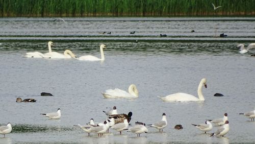 Flock of birds in water