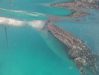 Whale shark swimming in sea