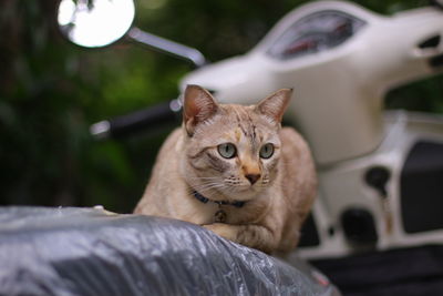 Portrait of a cat