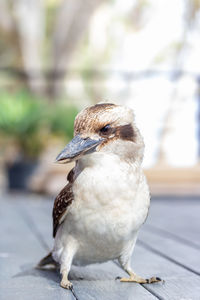 Close-up of a bird