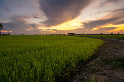 Scenic view of agricultural field against sky during sunset