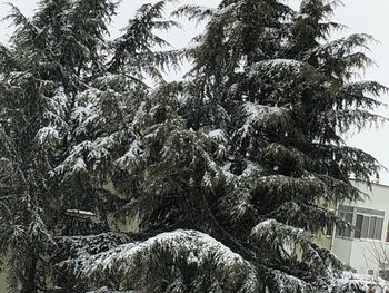 Low angle view of snow covered tree in forest