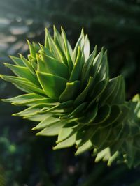 Close-up of succulent plant