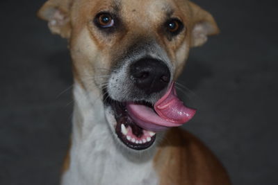 Portrait of dog licking mouth