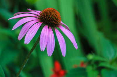 Close-up of purple coneflower blooming outdoors