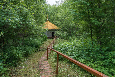 View of trees and plants in forest