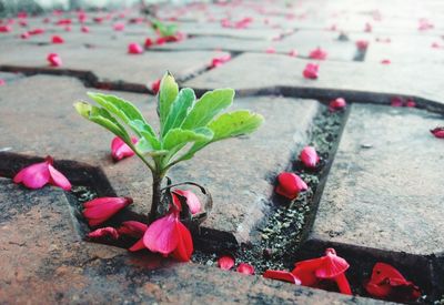 Close-up of pink flowers