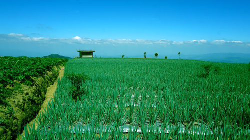 Scenic view of agricultural field against blue sky