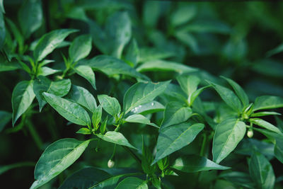 Close-up of fresh green leaves