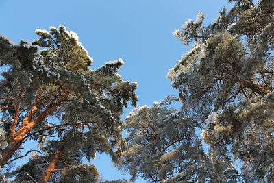 Low angle view of tree against sky