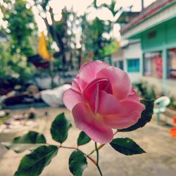 Close-up of pink flower blooming outdoors