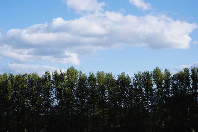 Low angle view of trees against sky