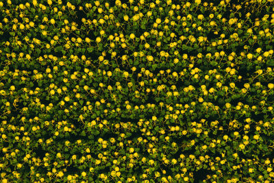 Full frame shot of yellow flowering plants on field