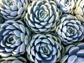 Full frame shot of succulent plants