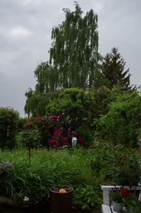 Trees and plants growing in yard against sky