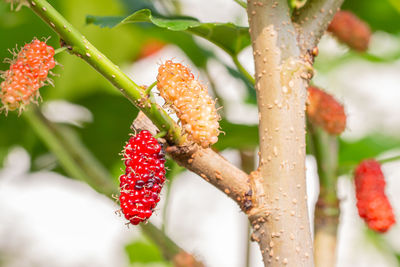 Close-up of mulberry fruit  growing on tree