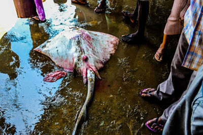 Man standing in fish at market