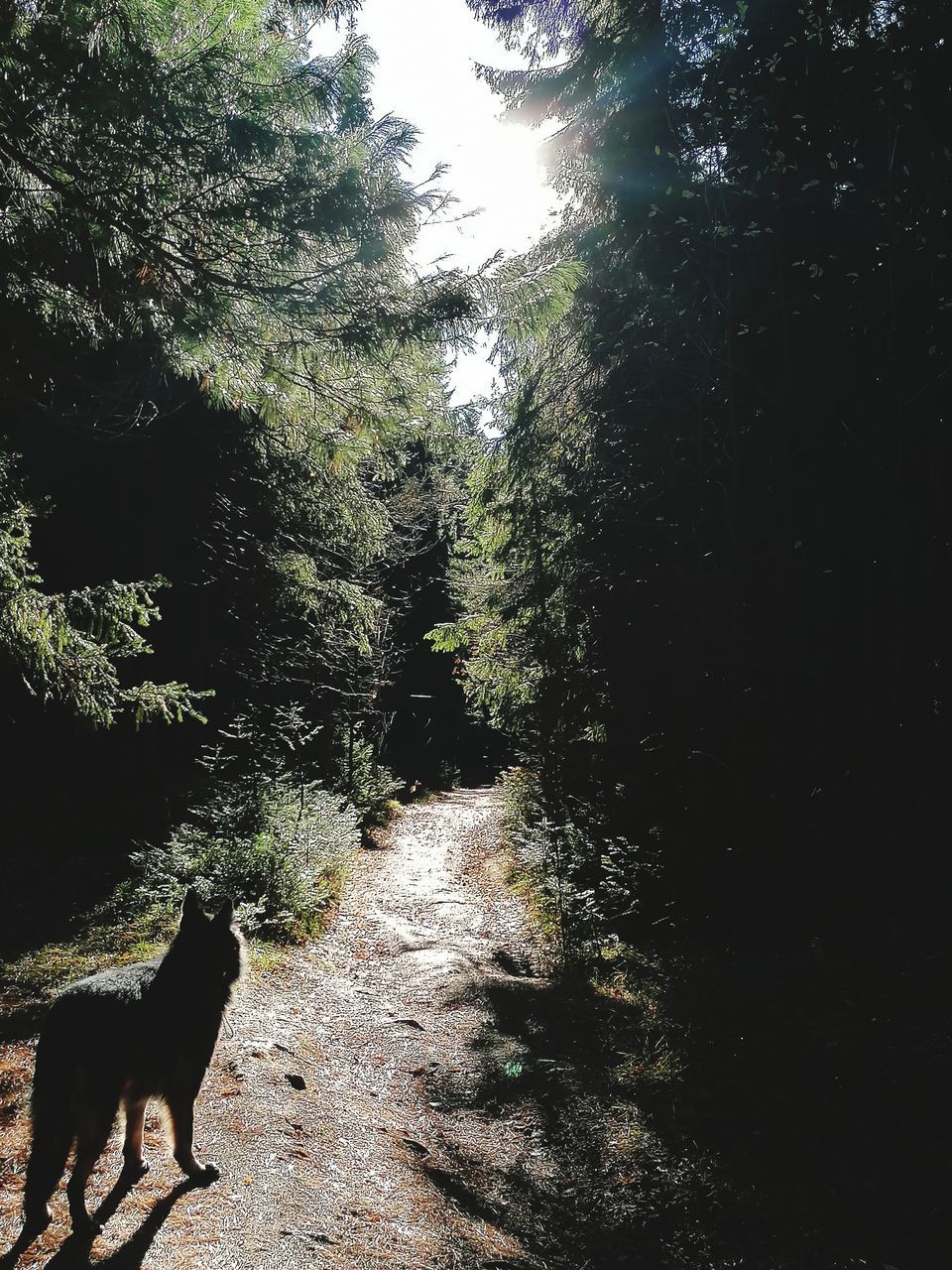 Лес пёс # солнечный день дорога в лесу пес на лесной дороге осенний лес