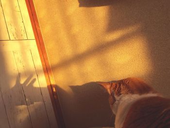 High angle view of cat shadow on window