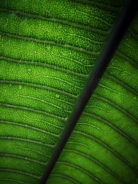 Full frame shot of green leaves