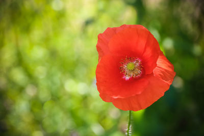 Close-up of red poppy flower