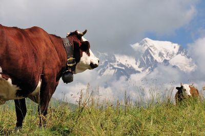 Cows on field against sky