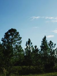 Low angle view of trees on field against sky