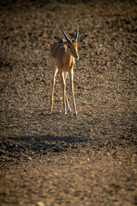 Male common impala stands on bare ground